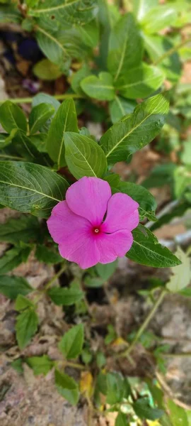 Natural Green Park Plant Flowers Beautiful Landscape Background Image — Stock Photo, Image