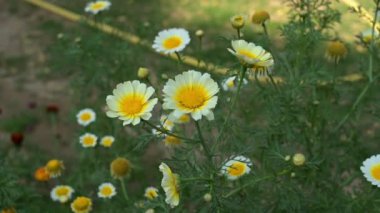 Crown Daisies 'e yakın, Glebionis Coronaria. Beyaz çiçek.