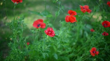 Gelincik çiçek tarlası yavaş çekimde