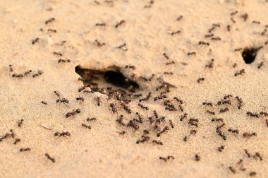 Closeup photo of black ants working in the desert clipart