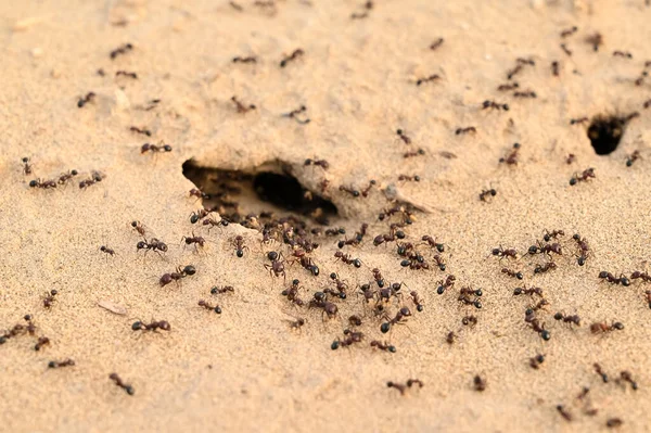 砂漠で働く黒いアリのクローズアップ写真 ロイヤリティフリーのストック写真