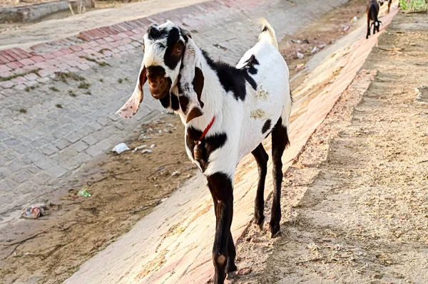 インドの品種のヤギは重要な酪農動物です クローズアップ ストック画像