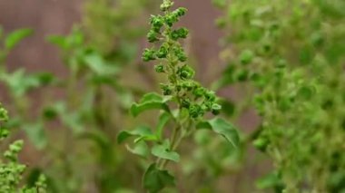 Fesleğen yaprağının ve çiçeklerin yakın çekimi, Hint Tulsi