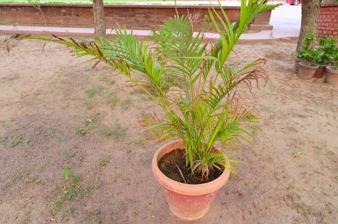 Parkta Areca palmiyesi