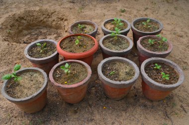 Çocuk odasındaki bütün saksılarda yeni bitkiler yetişiyor.