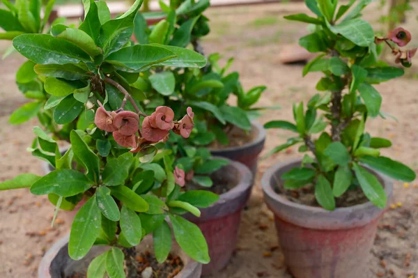 Parkta Euphorbia milii (dikenli taç) bitkisine yakın çekim