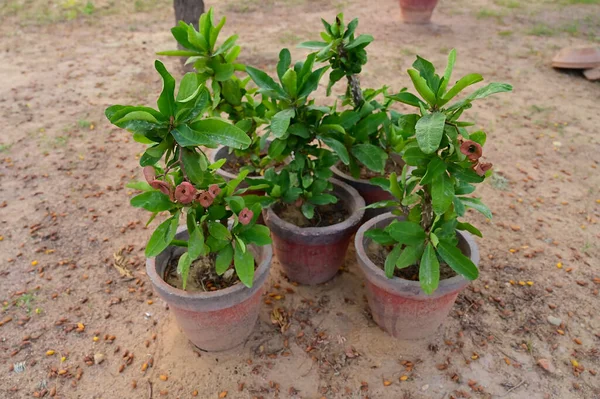 Bahçeye bir grup Euphorbia milii (dikenli taç) bitkisi