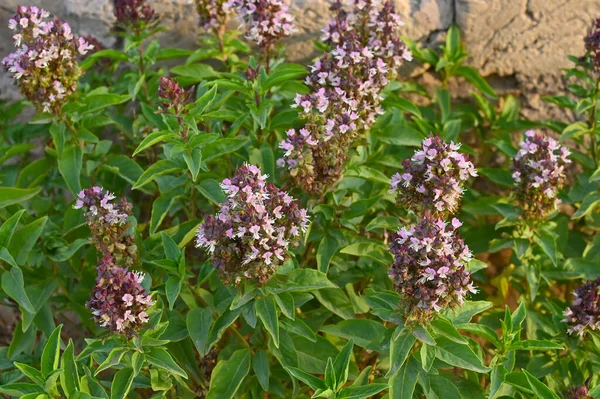 Tay fesleğen (Ocimum basilicum) veya fesleğen bitki.