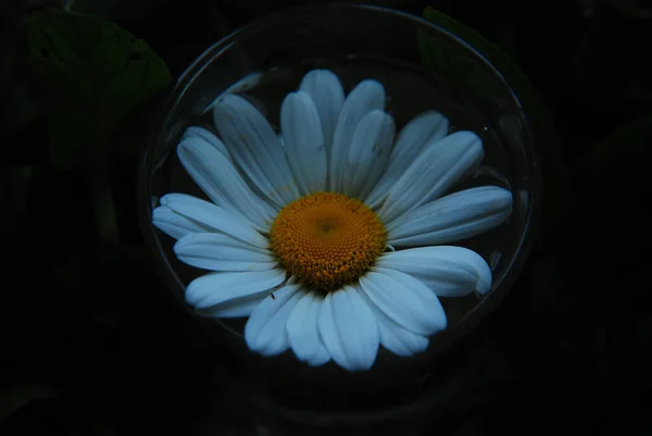 Blommande Kamomill Burk Vatten — Stockfoto