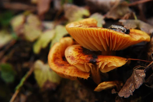 蘑菇的近景 — 图库照片