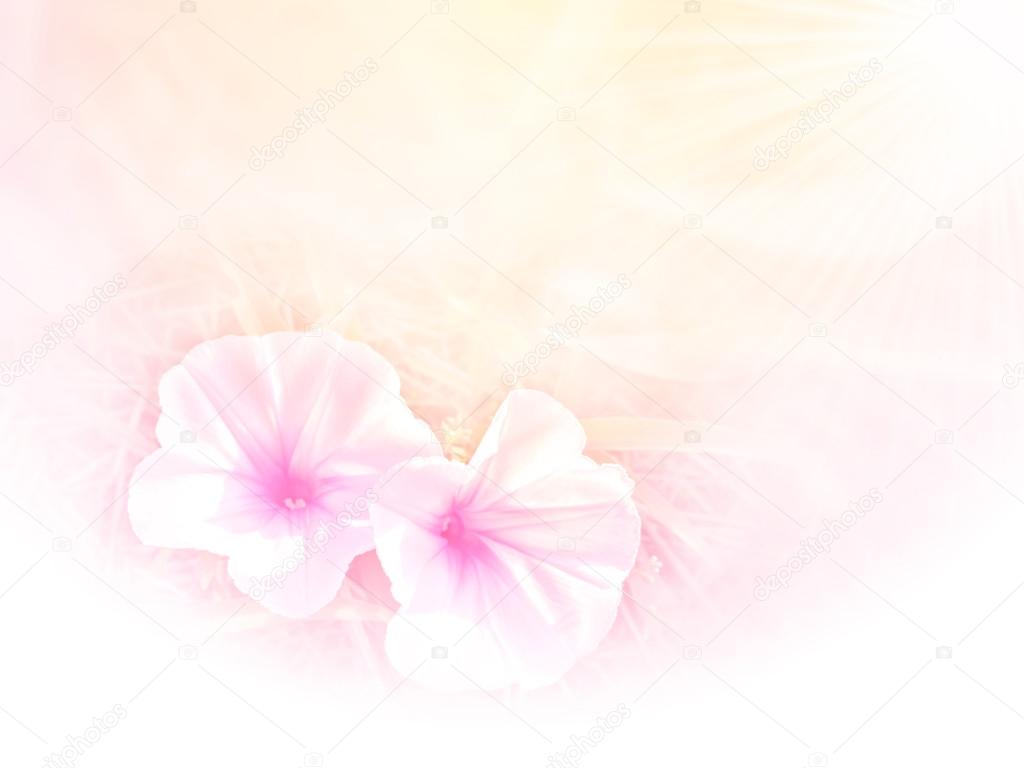 Morning glory flower on bright background