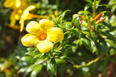 Sarı allamanda çiçek Altın Trompet çiçek açan asma