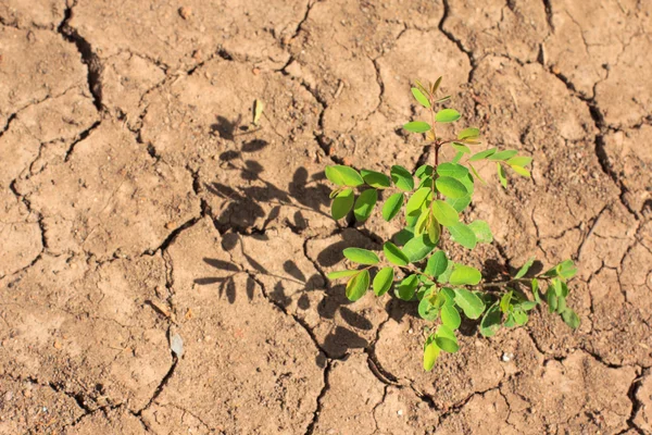 Growing little tree on dry and crack soil — Stock Photo, Image