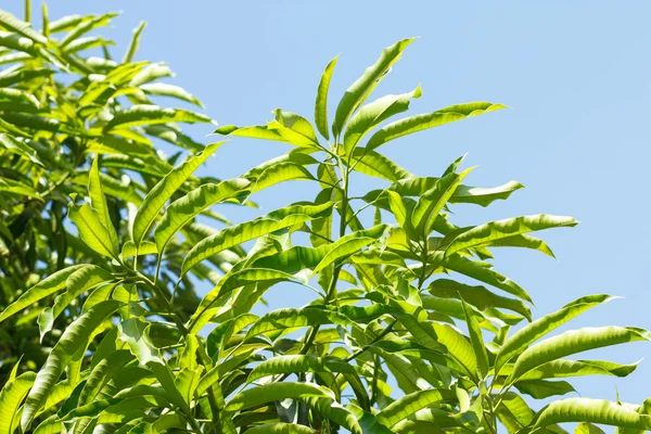 Green Mango leaves — Stock Photo, Image
