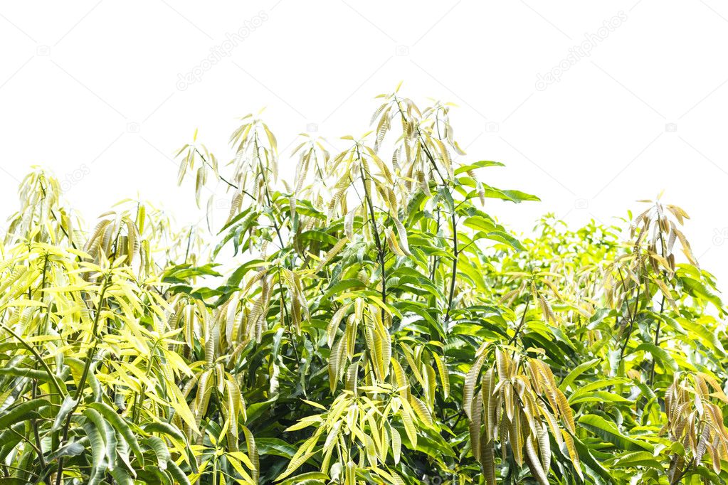 Different shade of Mango leaves on white