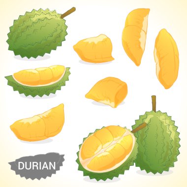 Durian çeşitli stilleri Vektör formatında kümesi