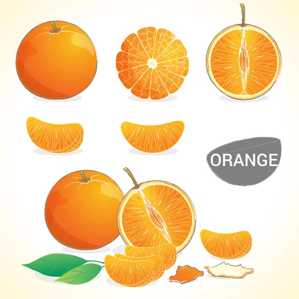 A narancs, a levél a különböző stílusok beállítása — Stock Vector