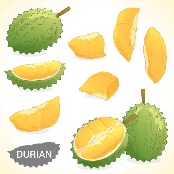 Set durian dalam berbagai format gaya vektor - Stok Vektor