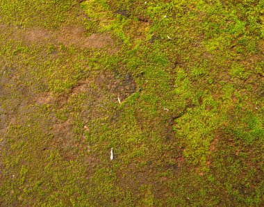 doğal yeşil yosun arka plan