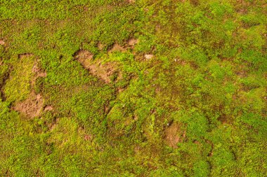 doğal yeşil yosun arka plan