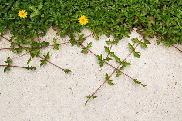Beton zemin üzerine Sarı çiçekli yeşil sürünen bitki — Stok fotoğraf
