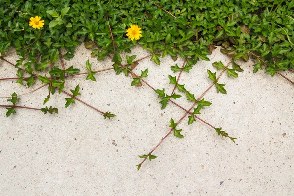 Creeping plant fotos de stock, imágenes de Creeping plant sin royalties | Depositphotos Creeping plant fotos de stock, imágenes de Creeping plant sin royalties | Depositphotos