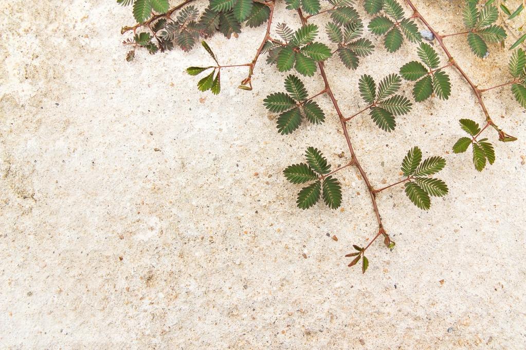 Green creeping plant on concrete background