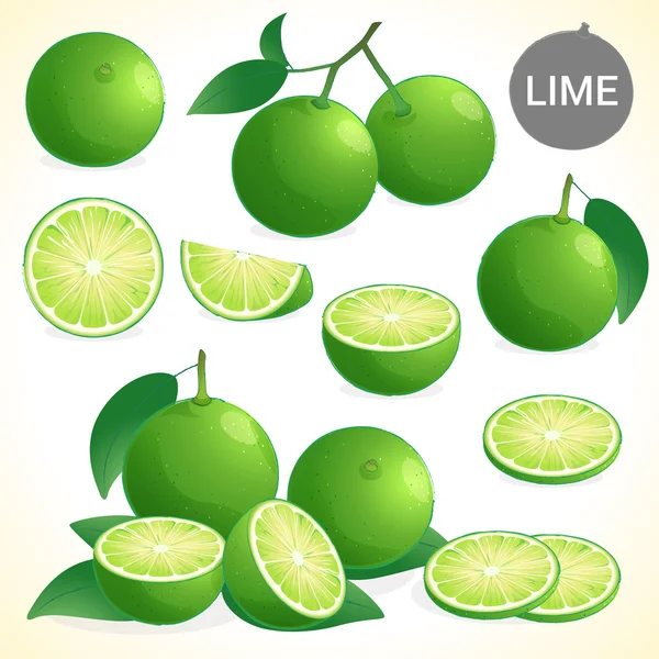 Set of green lime with leaf in various styles vector format — Stock Vector