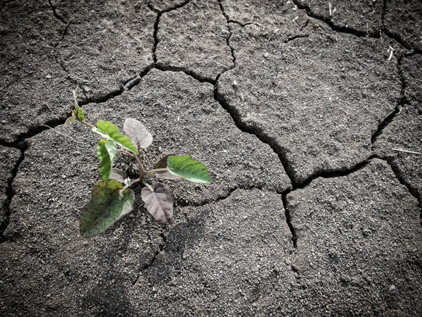 Growing little tree on dry and crack soil — Stock Photo, Image