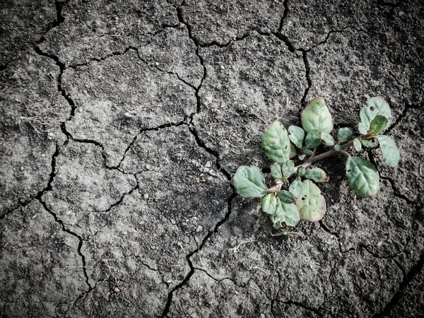 Growing little tree on dry and crack soil — Stock Photo, Image