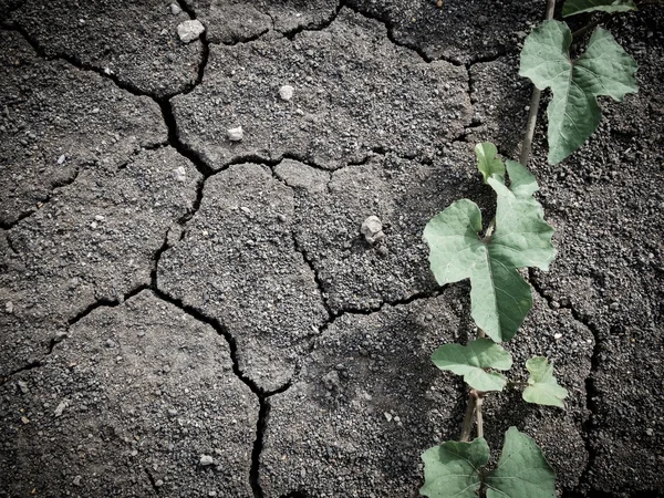 Ivy tree on dry and crack soil background — Stock Photo, Image