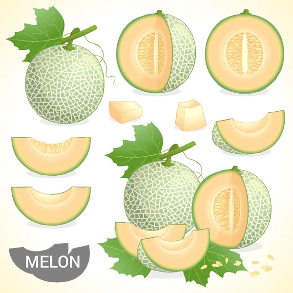 Set of cantaloupe melon fruit in various styles vector format — Stock Vector