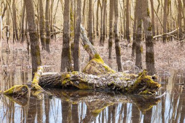 Eski gri dallar, yapraklar ve gökyüzü yansıması olan ağaçlar arasında ilkbahar ormanı suyunda yosun ve yosunla kaplanmış büyük gövde, kütük veya kirişlerden oluşan güzel bir manzara.