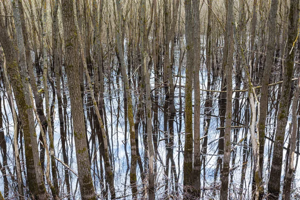 Hermoso Paisaje Troncos Árboles Troncos Vigas Ramas Cubiertas Musgo Liquen —  Fotos de Stock