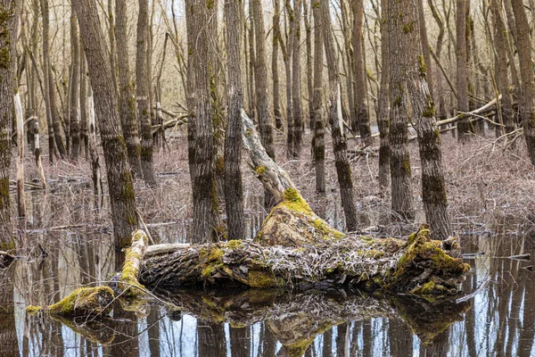 Красивый Пейзаж Большого Ствола Бревна Бревна Покрытые Мхом Лишайником Воде — стоковое фото