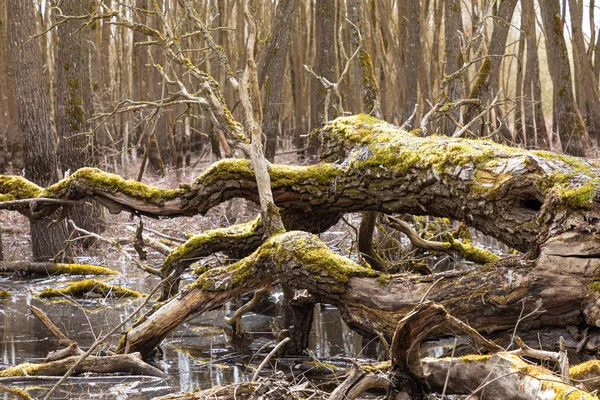 Bela Paisagem Tronco Grande Tronco Viga Árvore Caída Coberta Musgo — Fotografia de Stock