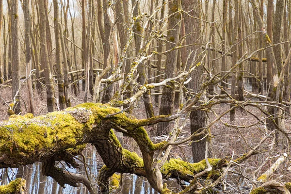 Bela Paisagem Tronco Grande Tronco Viga Árvore Caída Coberta Musgo — Fotografia de Stock