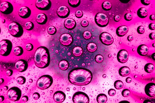 Padrão Primavera Textura Gotas Água Vidro Com Roxo Rosa Flor — Fotografia de Stock