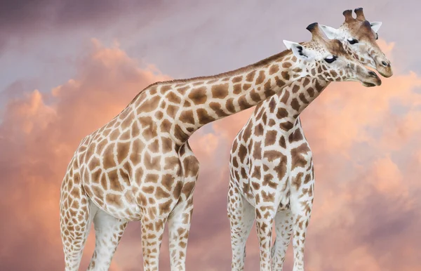 Pareja de jirafas frente a un cielo rosado con nubes Imagen de stock