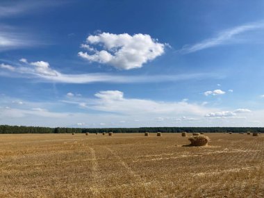 Tarlanın ortasındaki yol.