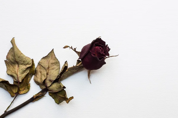 Roses wilt on white canvas background — Stock Photo, Image