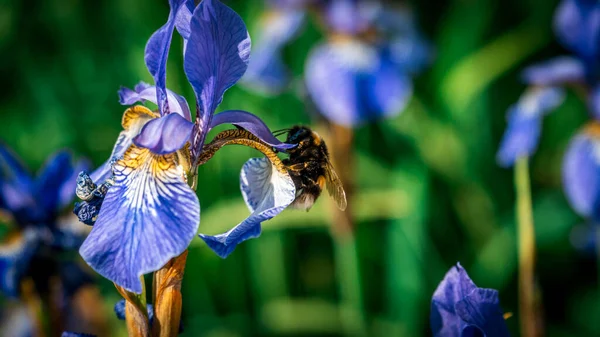 Calabrone Peloso Seduto Fiore Violetto Che Nutre Nettare — Foto Stock