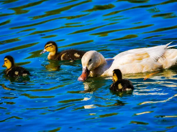 鸭子和它们的妈妈在池塘里游泳 — 图库照片