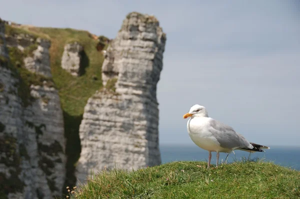 Martı ile arka planda Etretat Aval kayalıklarla — Stok fotoğraf