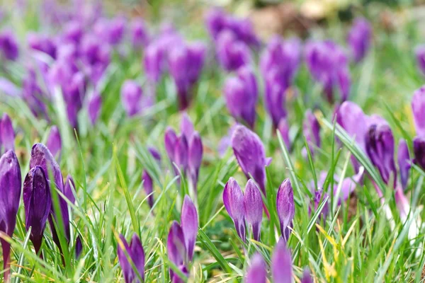 Пурпурное крокус-поле — стоковое фото