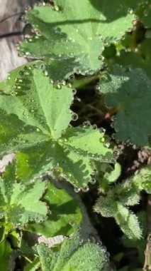 Yapraklarda çiy var.