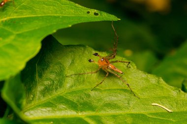Lynx örümcek yaprak üzerinde