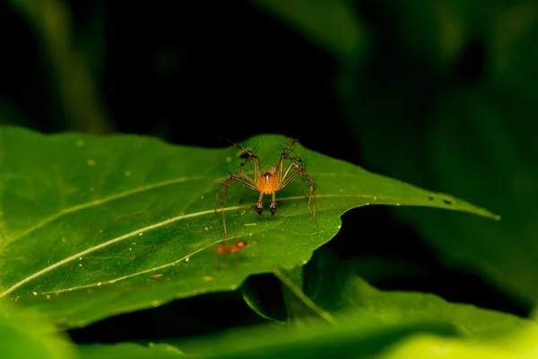 Araña de lince en la hoja —  Fotos de Stock