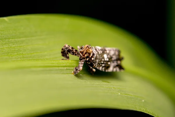 Een donker gekleurde planthopper — Stockfoto