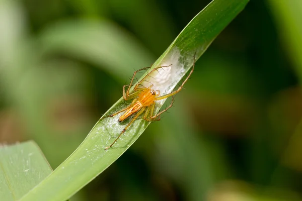 Aranha Lynx a guardar os seus ovos — Fotografia de Stock